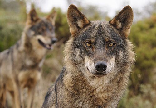 Lobos. Foto: Ana Retamero