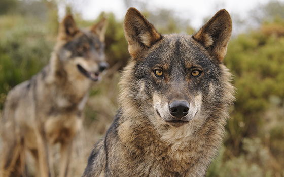 Lobos. Foto: Ana Retamero